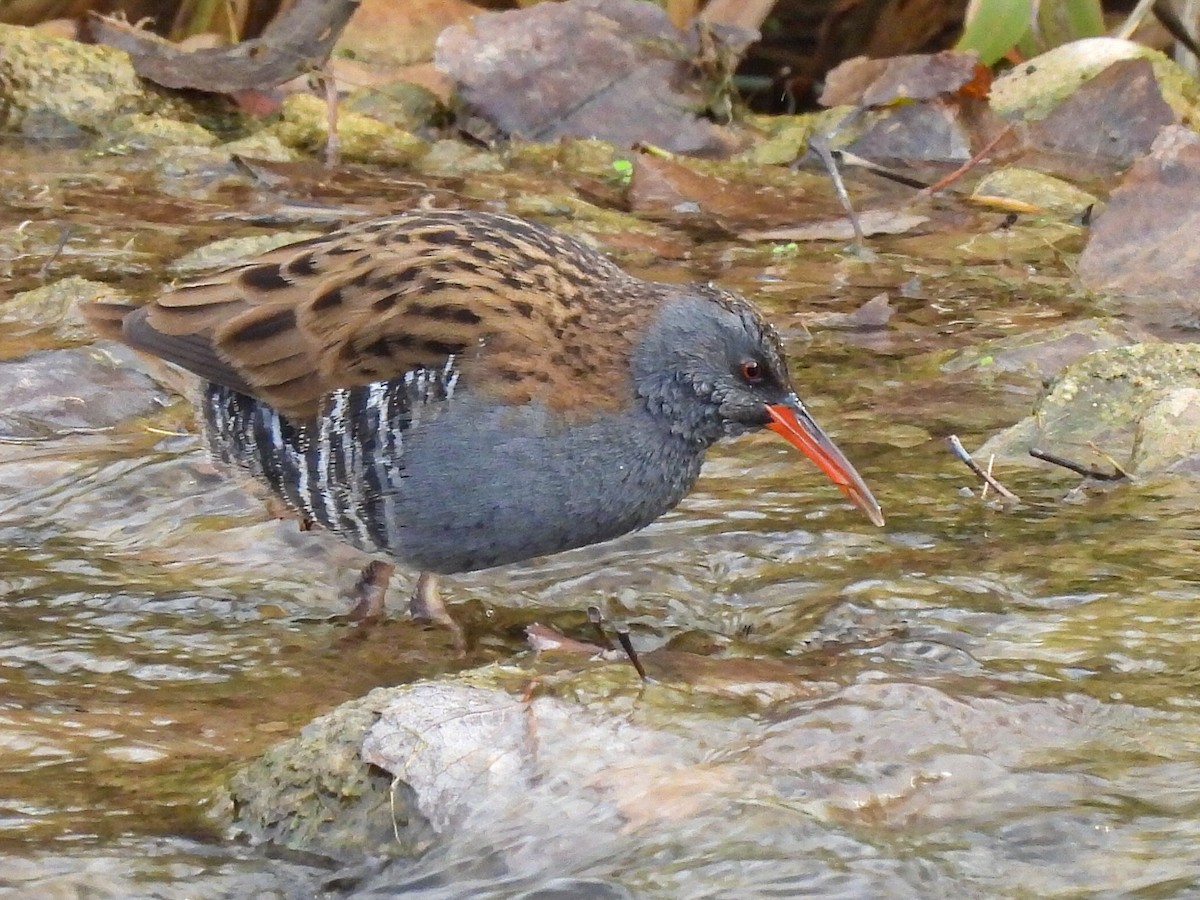 西方秧雞 - ML646524161