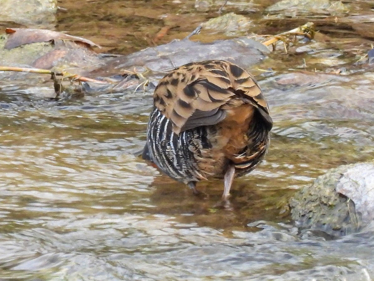 西方秧雞 - ML646524162