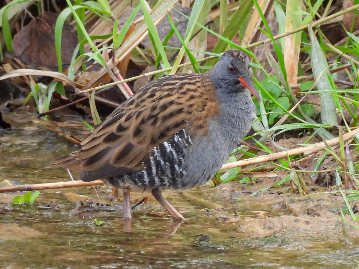 西方秧雞 - ML646524163