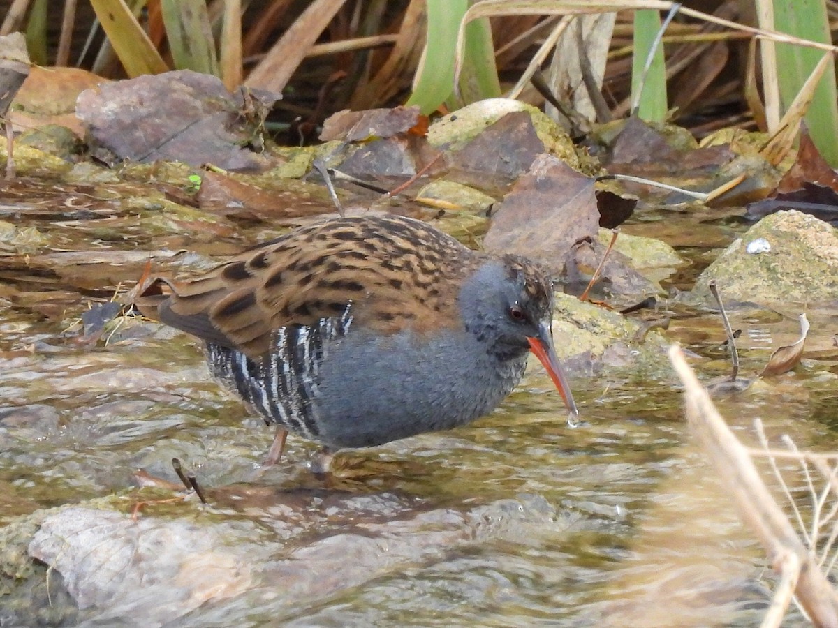 西方秧雞 - ML646524164