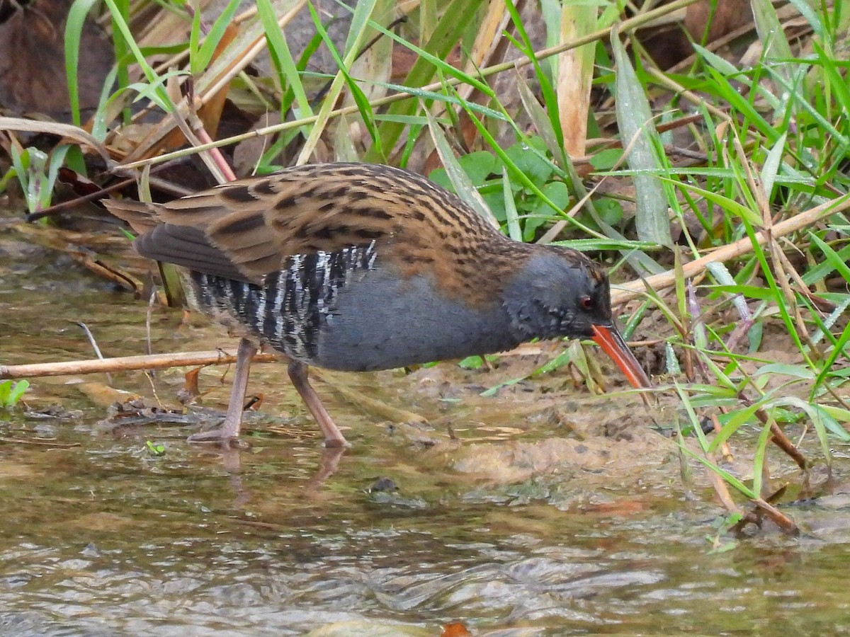 西方秧雞 - ML646524165