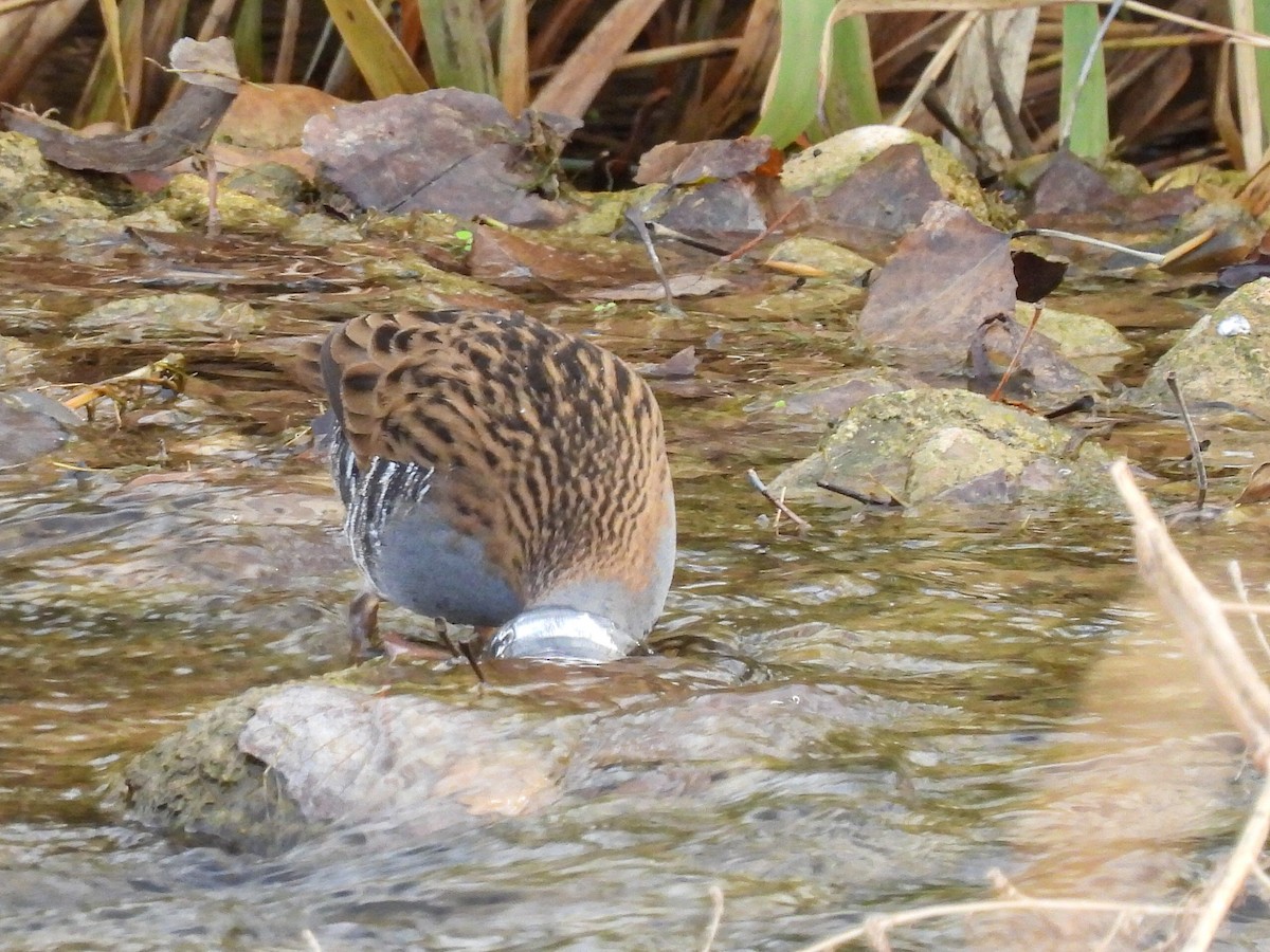 西方秧雞 - ML646524166