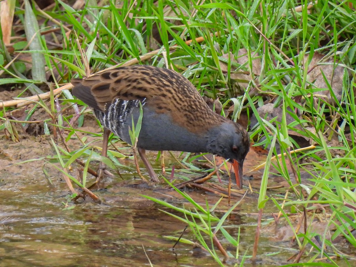 西方秧雞 - ML646524167