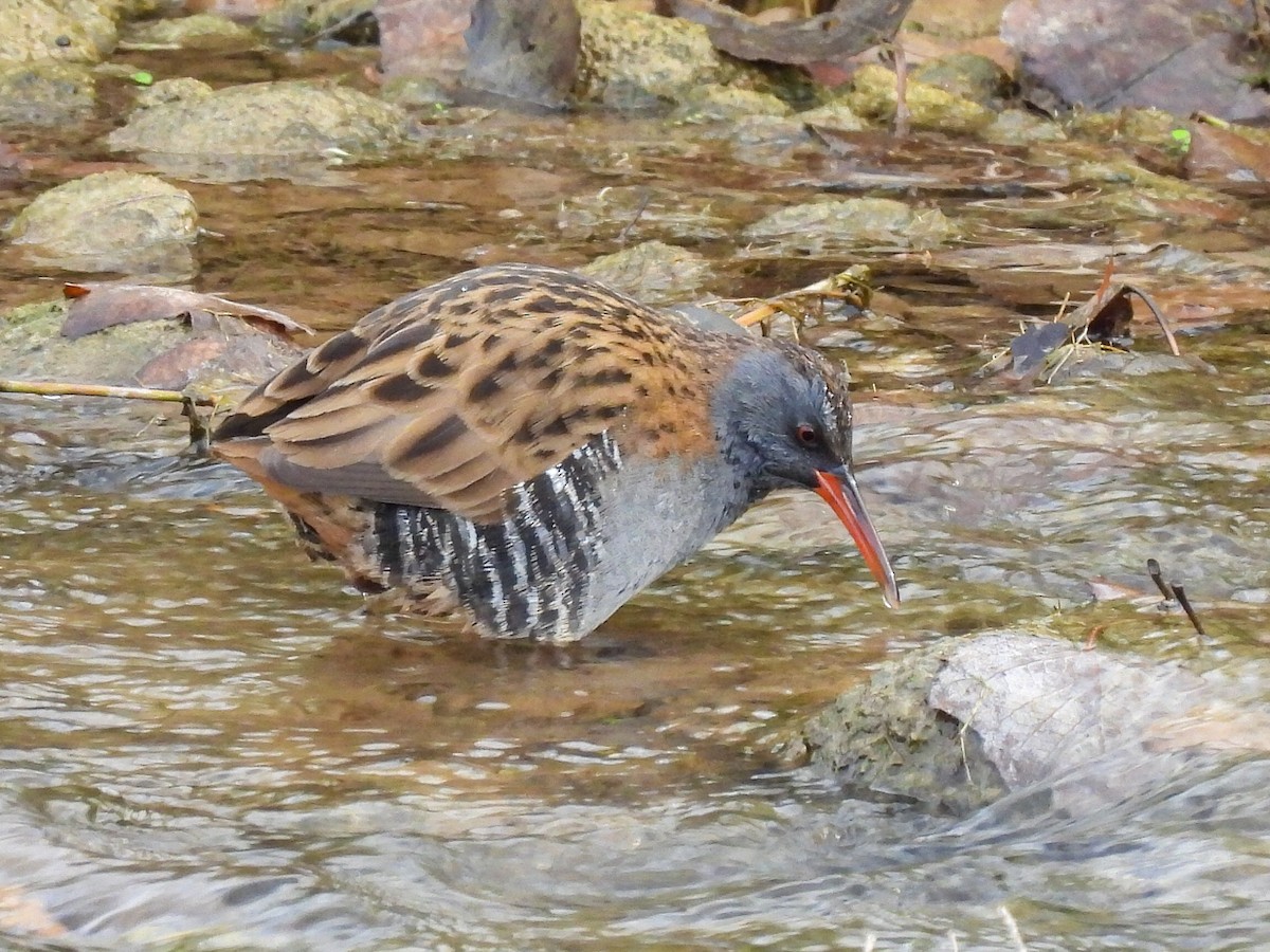 西方秧雞 - ML646524168