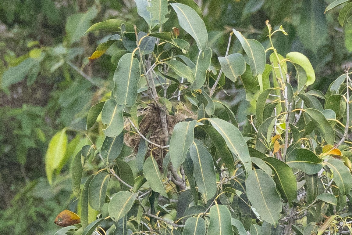 Carricero de las Marquesas Meridional - ML646524169