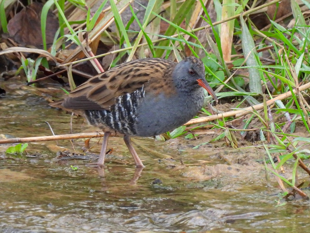 西方秧雞 - ML646524170