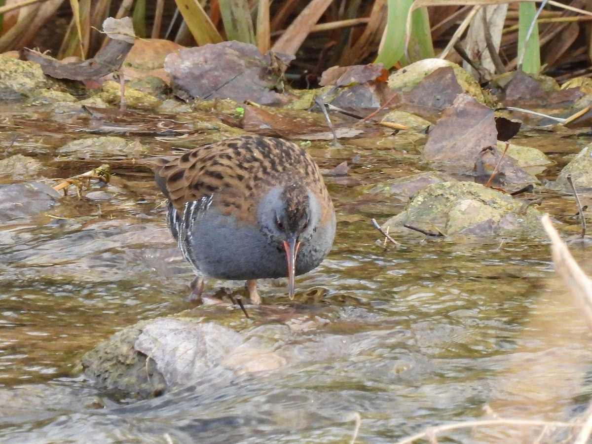 西方秧雞 - ML646524171