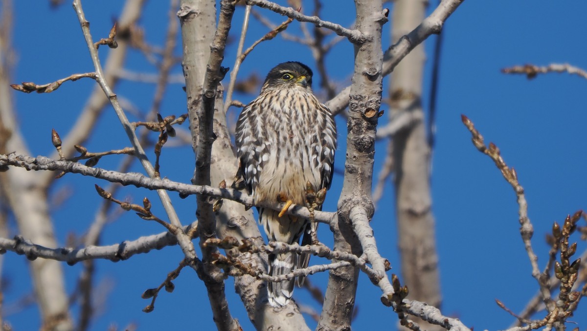 Merlin - ML646524172