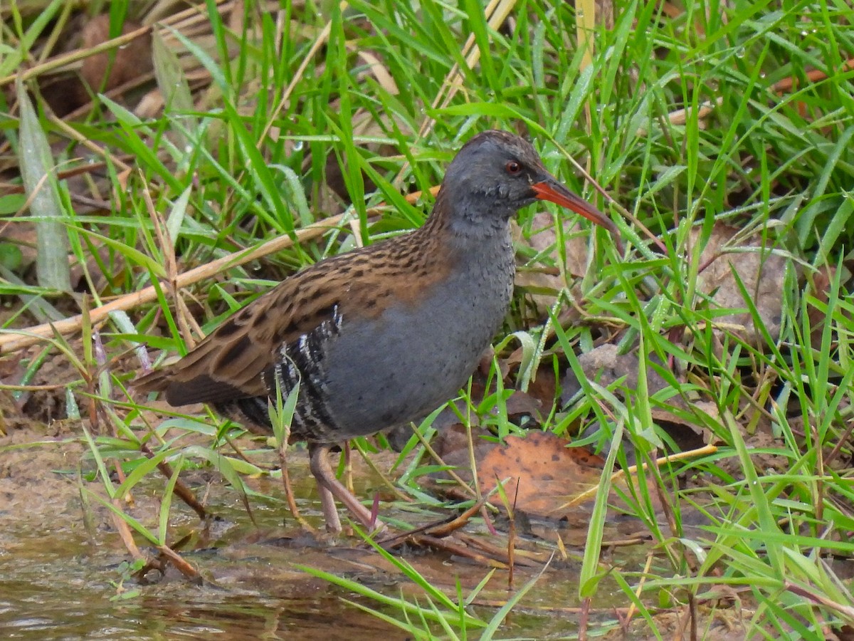 Rascón Europeo - ML646524173