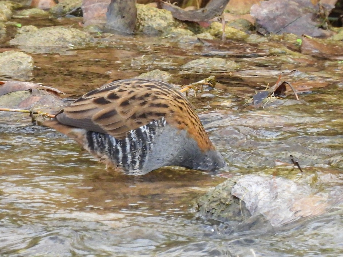 Rascón Europeo - ML646524174