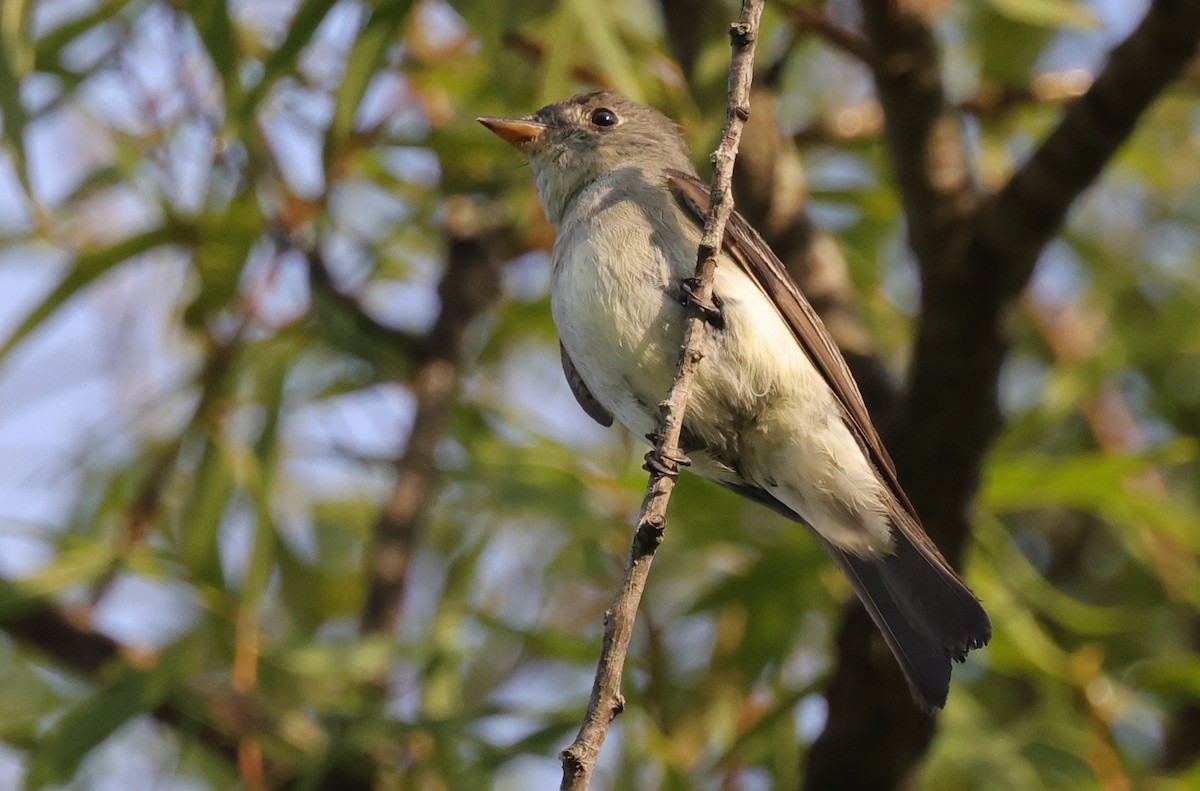 Eastern Wood-Pewee - ML646524175