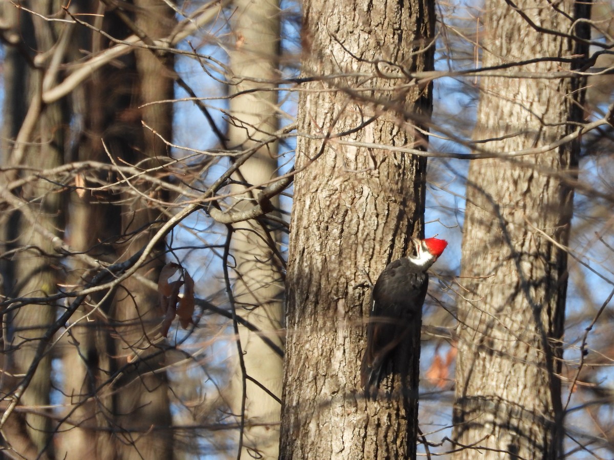 Picamaderos Norteamericano - ML646524177