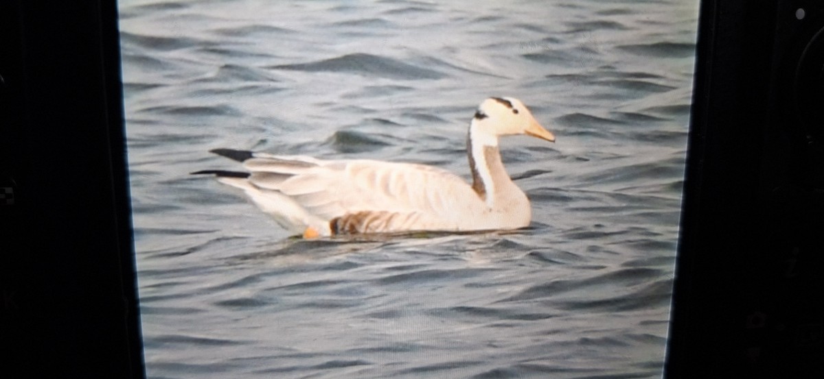 Ánsar Indio - ML646524178