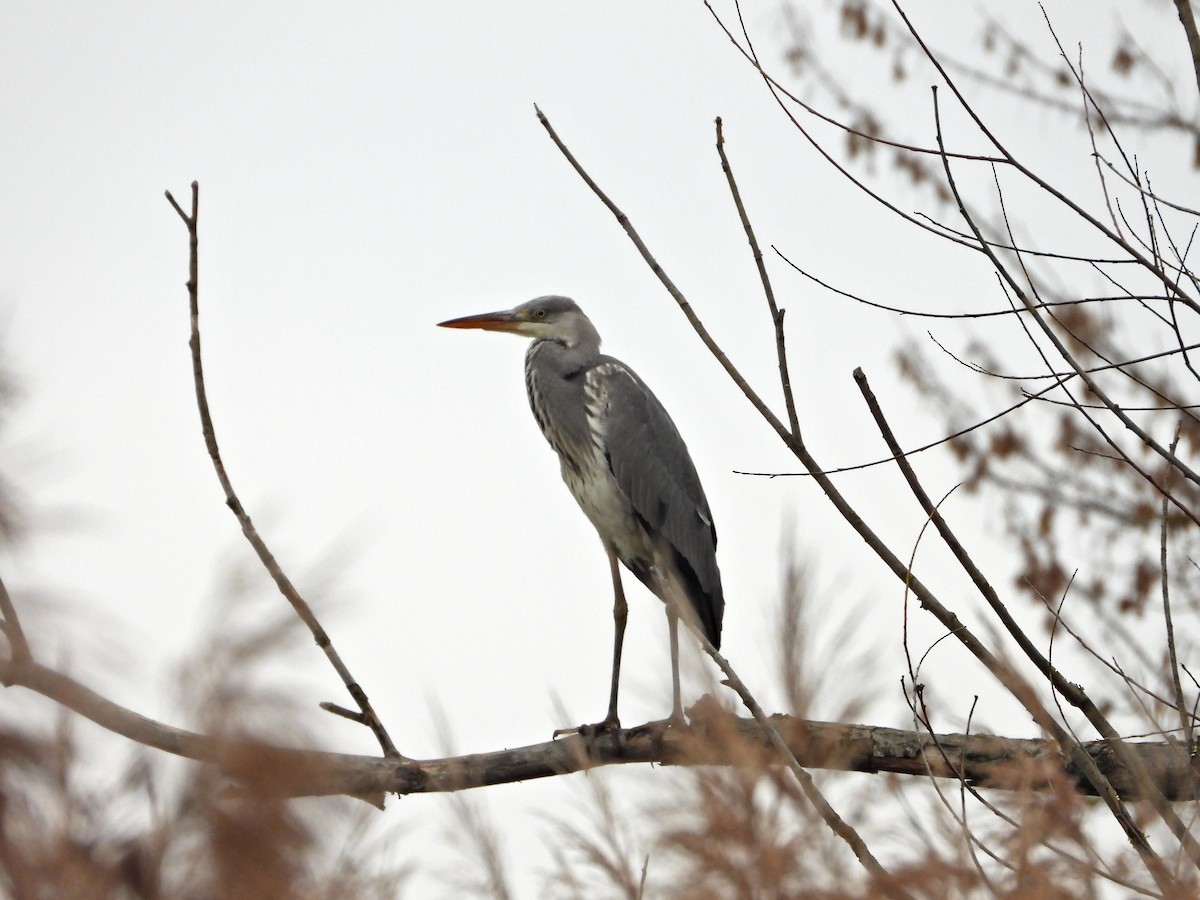 Garza Real - ML646524179