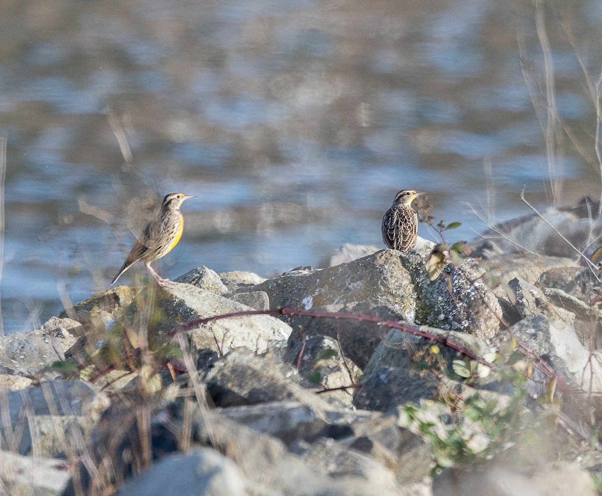 Western Meadowlark - ML646524180
