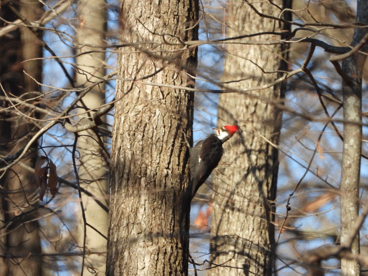 Picamaderos Norteamericano - ML646524181