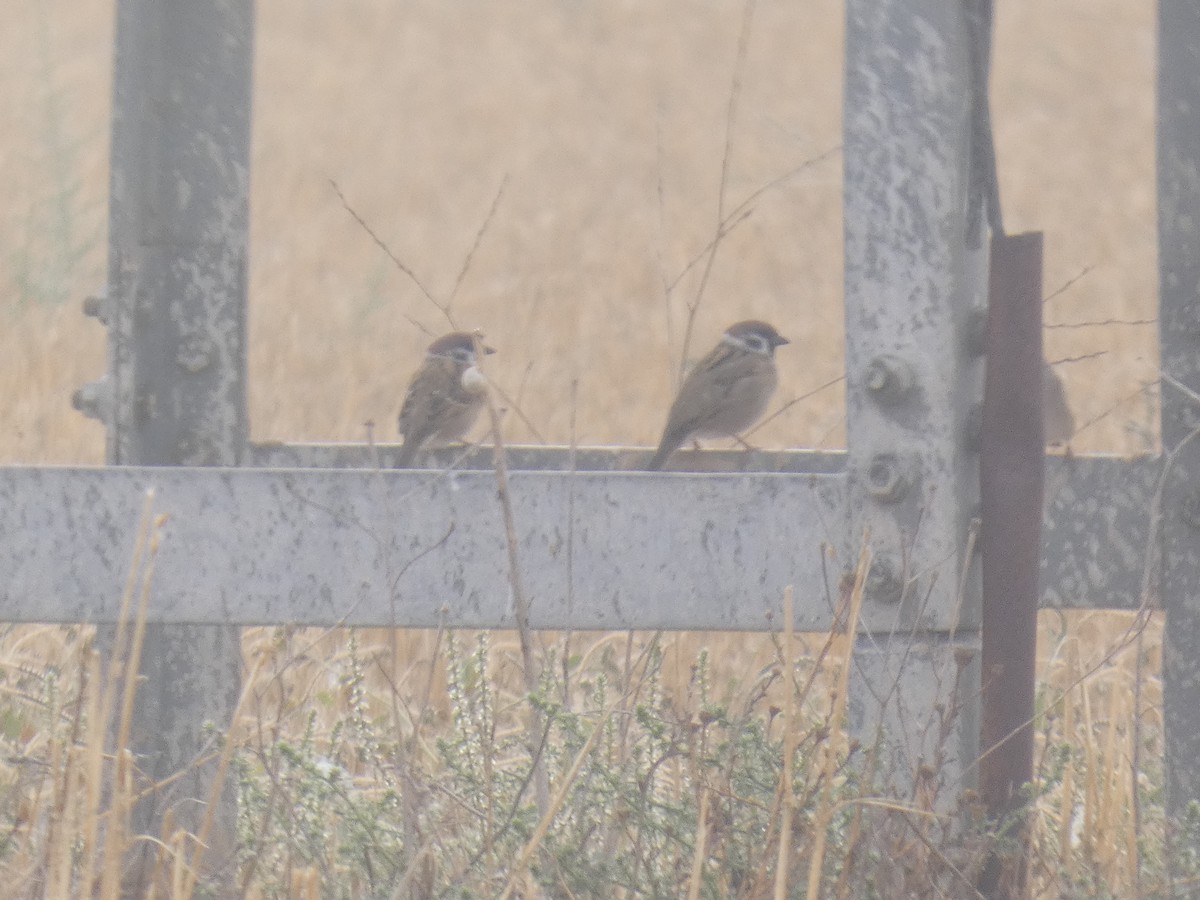 Gorrión Común - ML646524183