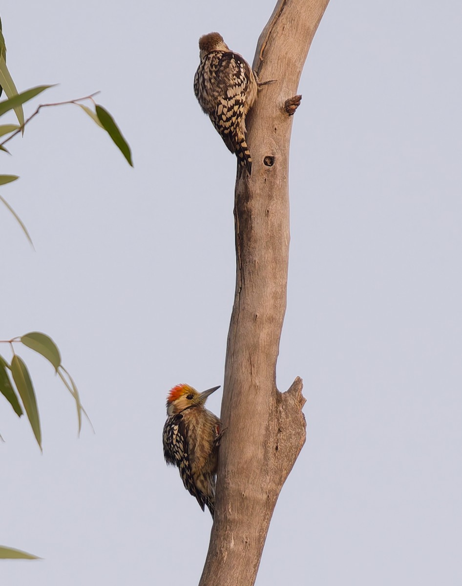 Pico Mahratta - ML646524184