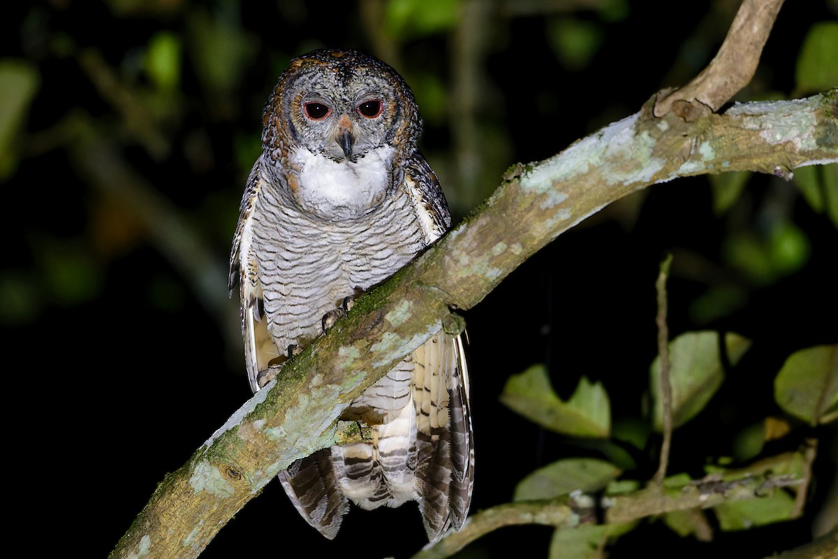 Cárabo Ocelado - ML646524185