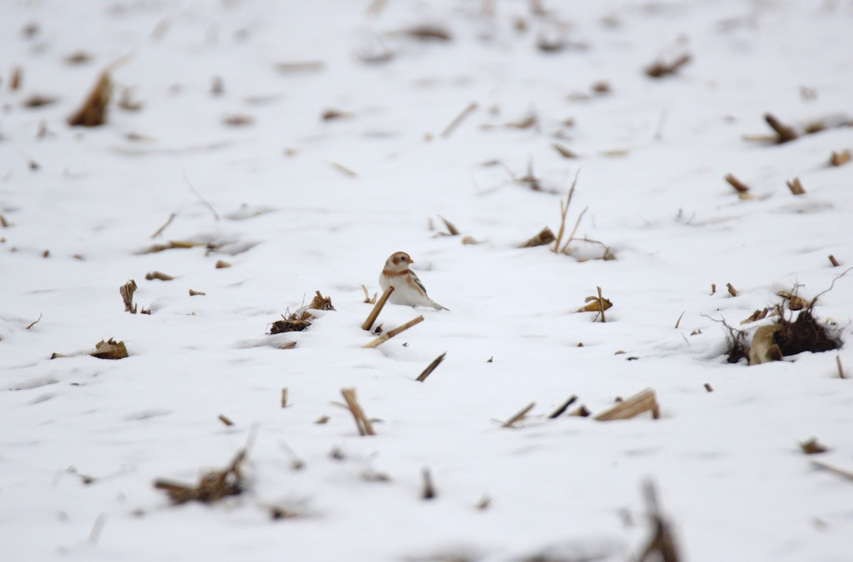 Escribano Nival - ML646524187