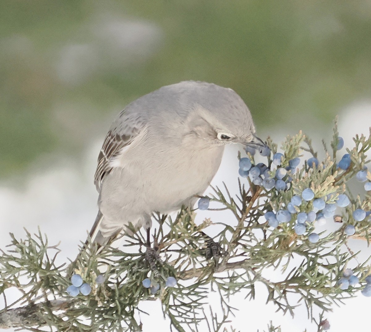 Townsend's Solitaire - ML646524188