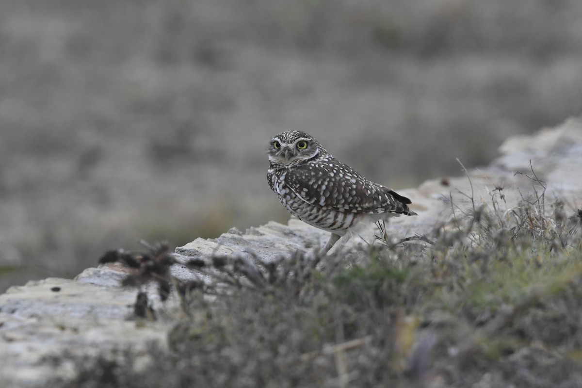 Burrowing Owl - ML646524189