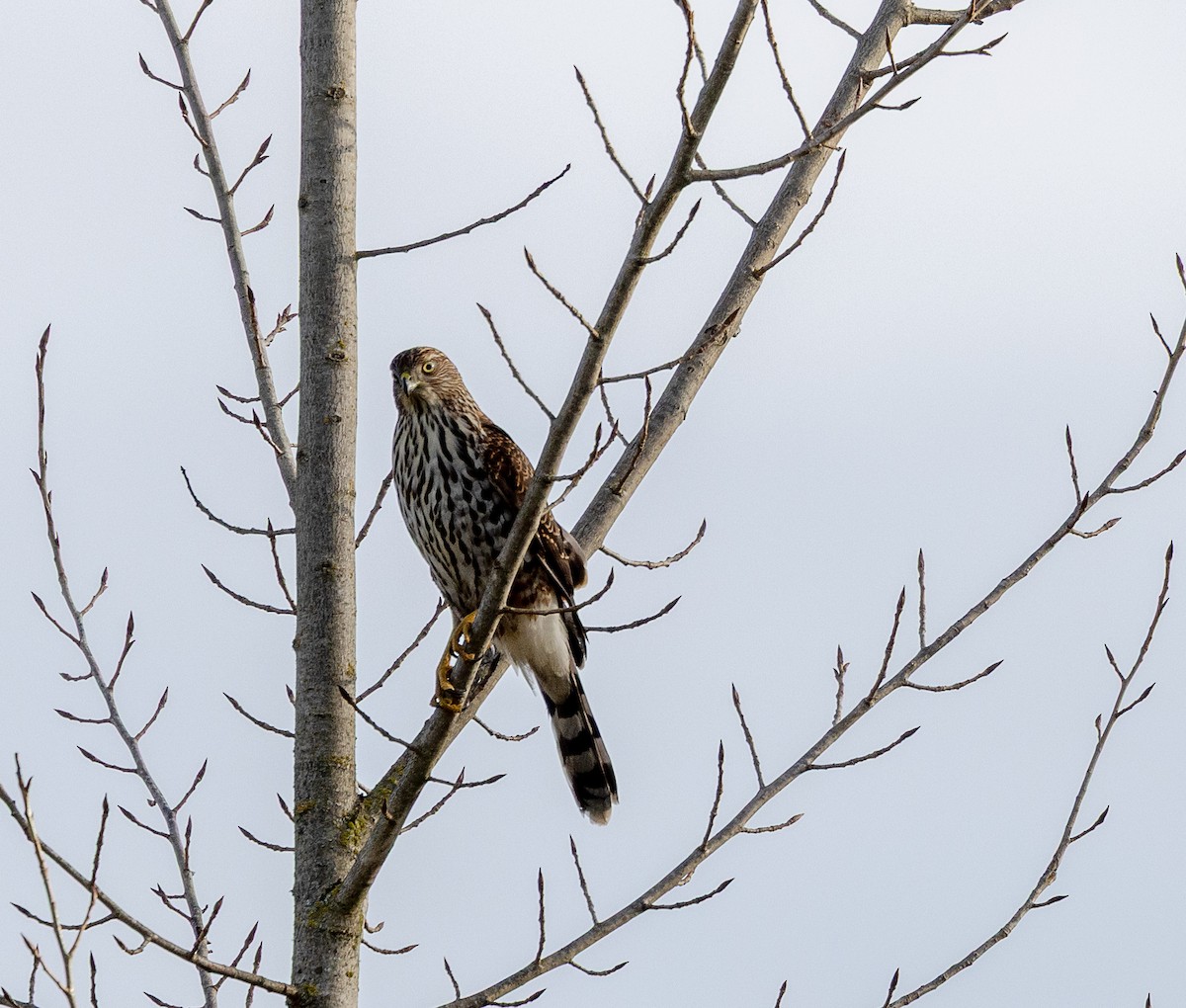 Cooper's Hawk - ML646524192