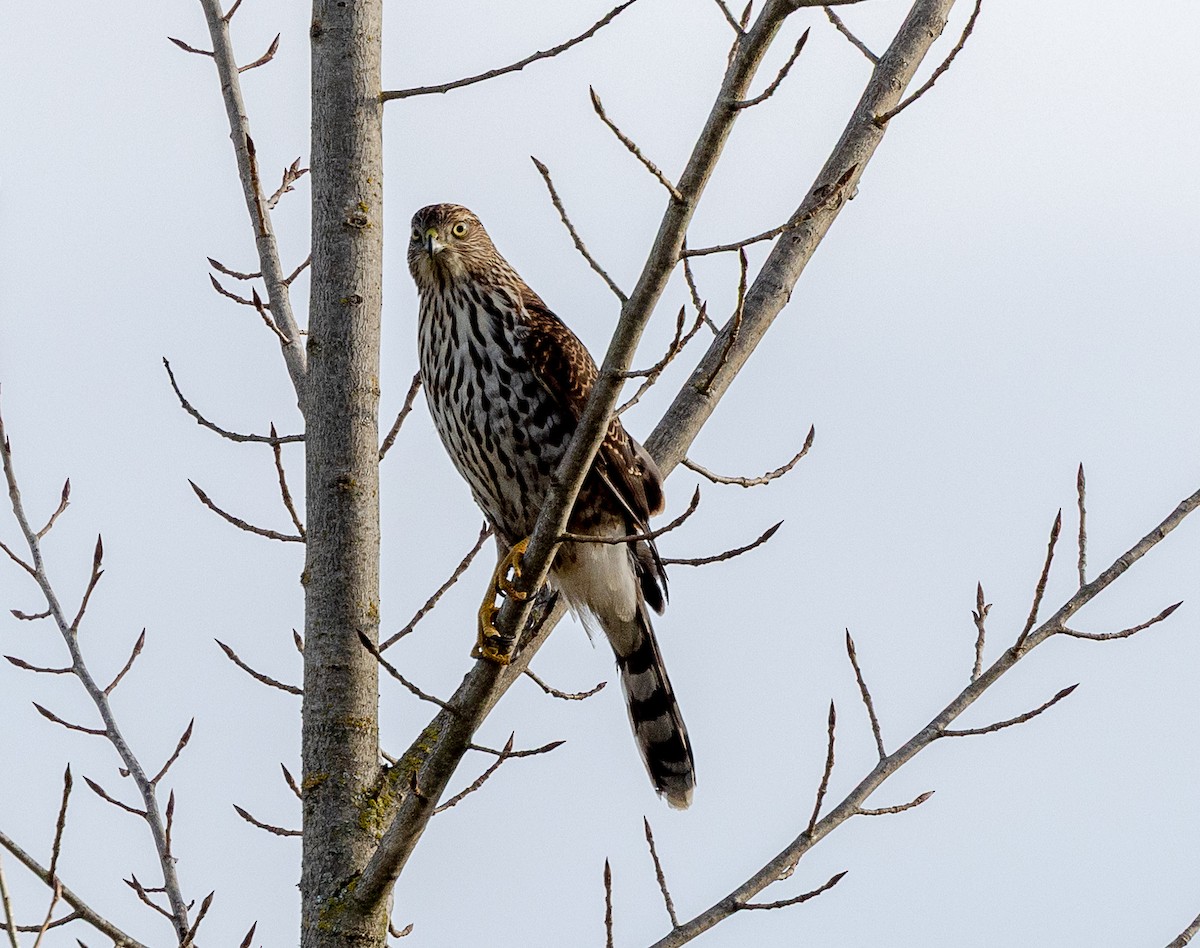 Cooper's Hawk - ML646524193