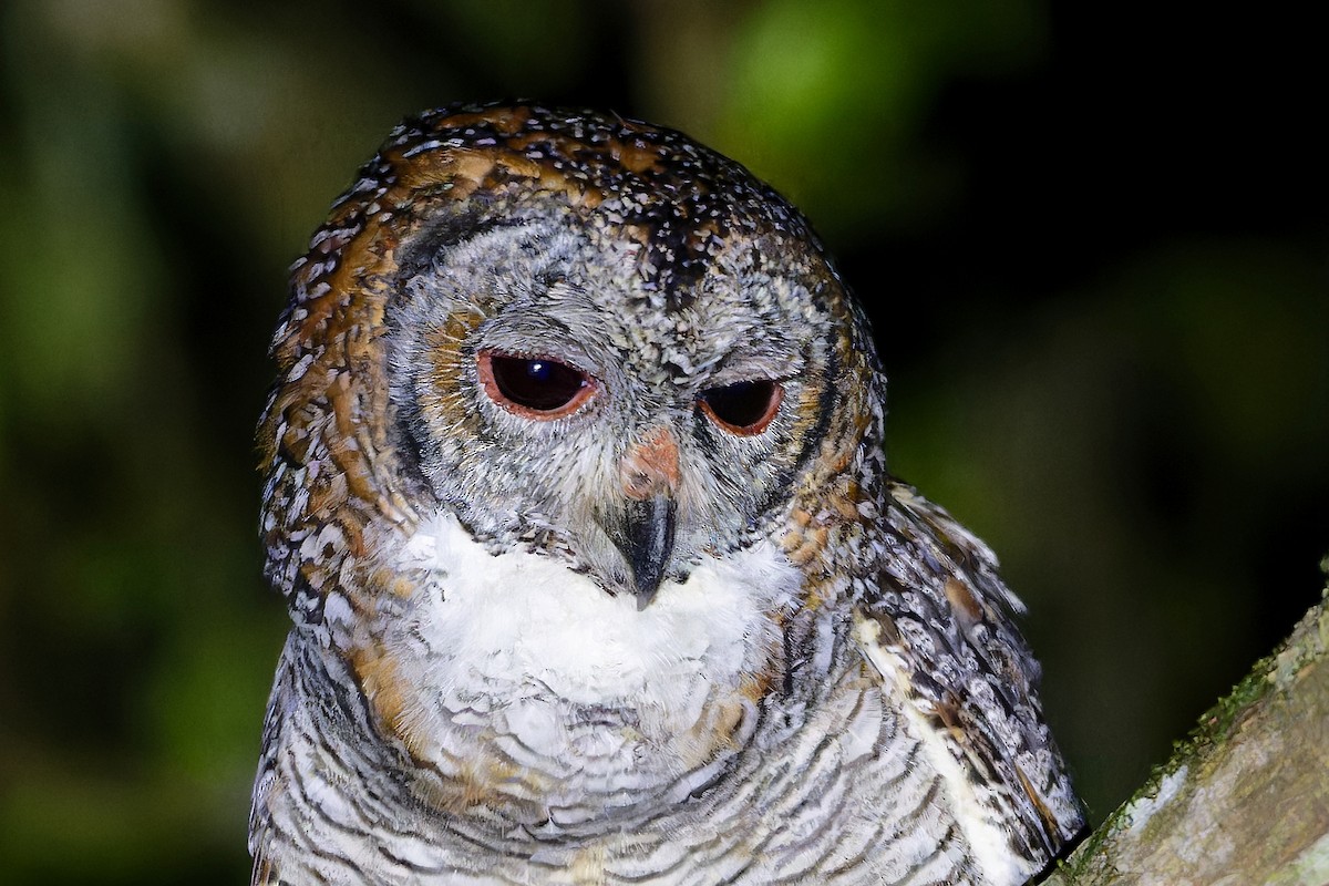 Cárabo Ocelado - ML646524195