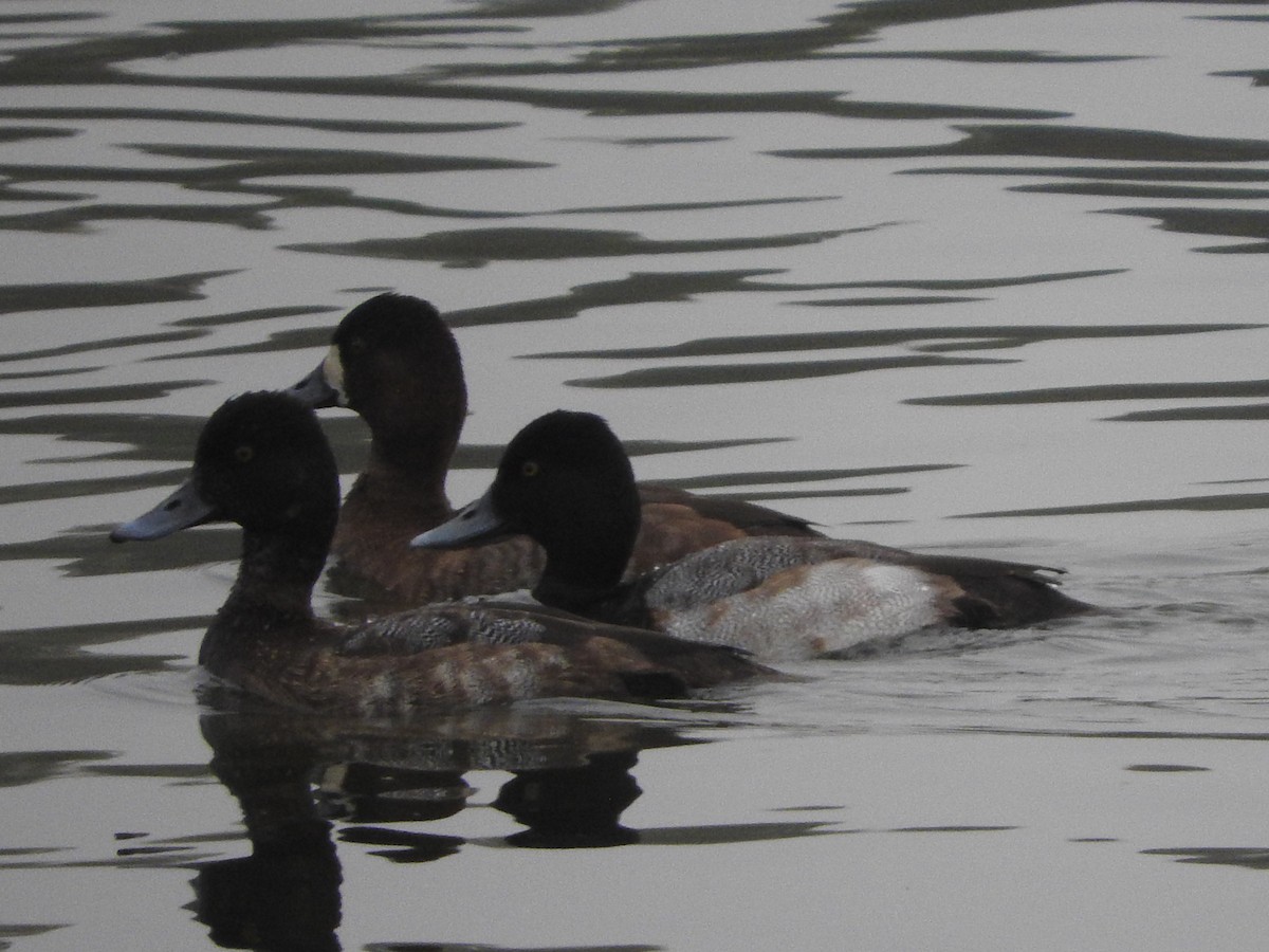 Porrón Bola - ML646524197
