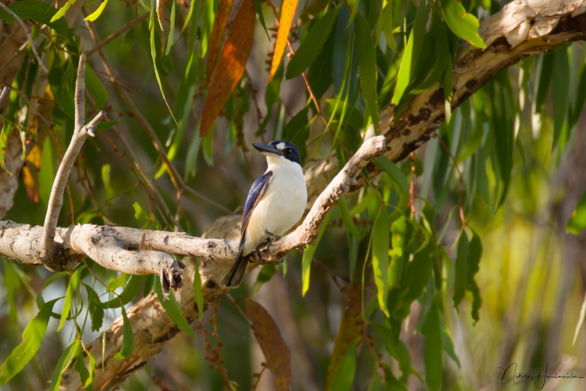 Alción del Macleay - ML646524198