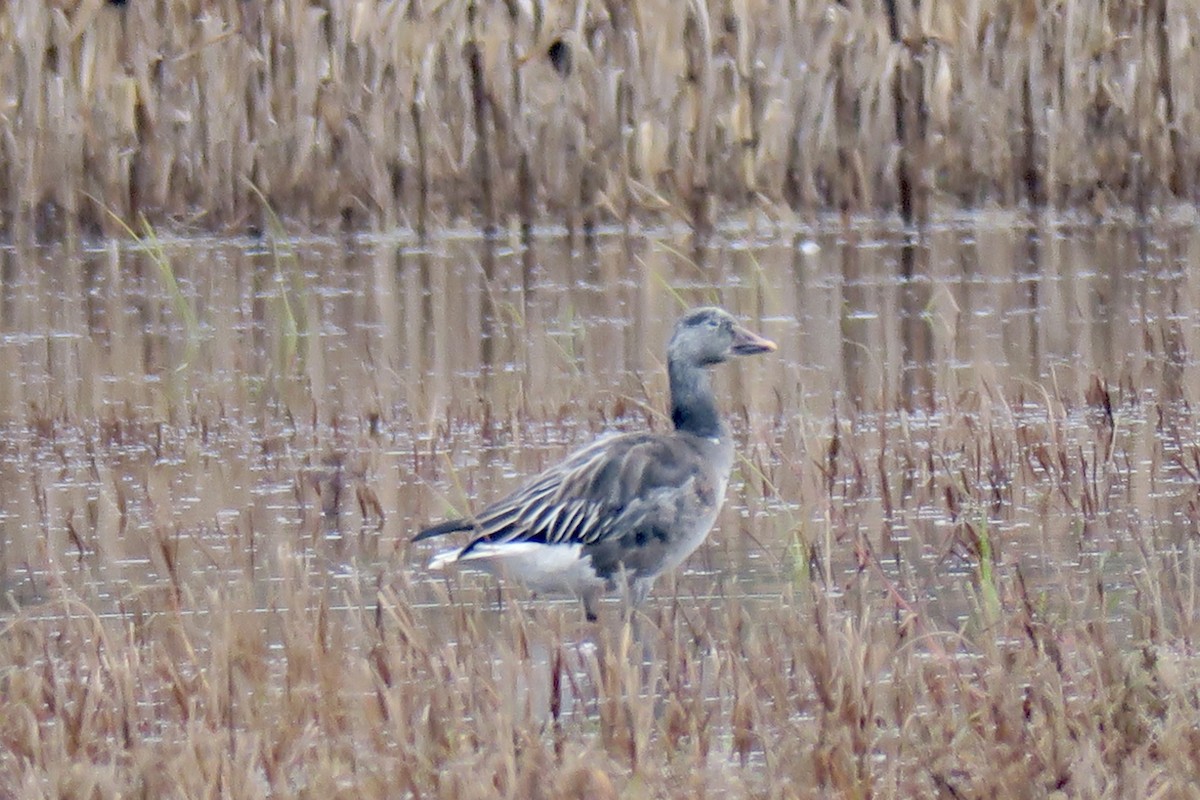 Ánsar Nival - ML646524199