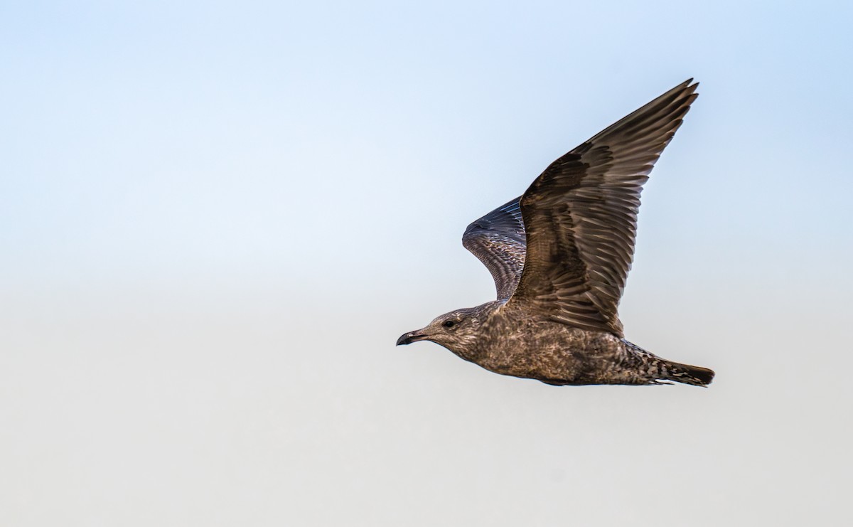 Gaviota Argéntea Americana - ML646524200