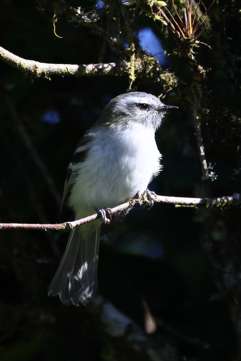 White-banded Tyrannulet - ML646524201