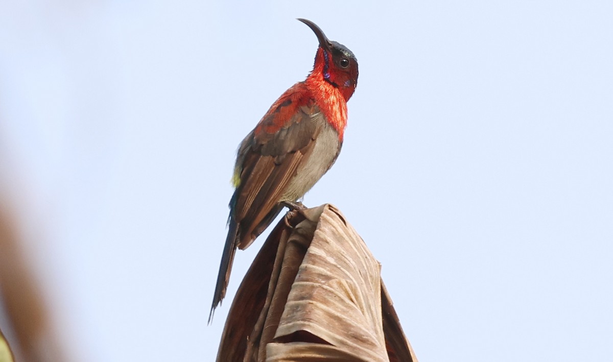 Suimanga de Vigors - ML646524202