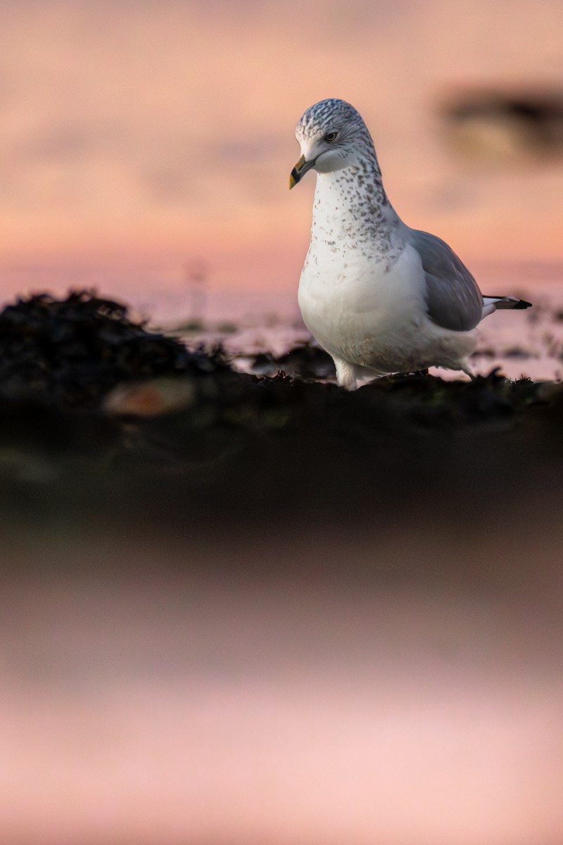 Gaviota de Delaware - ML646524203