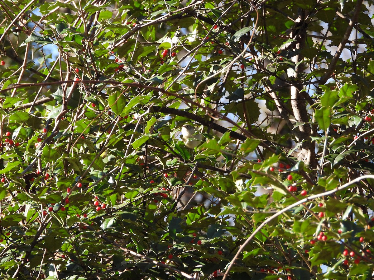 Reyezuelo Sátrapa - ML646524204