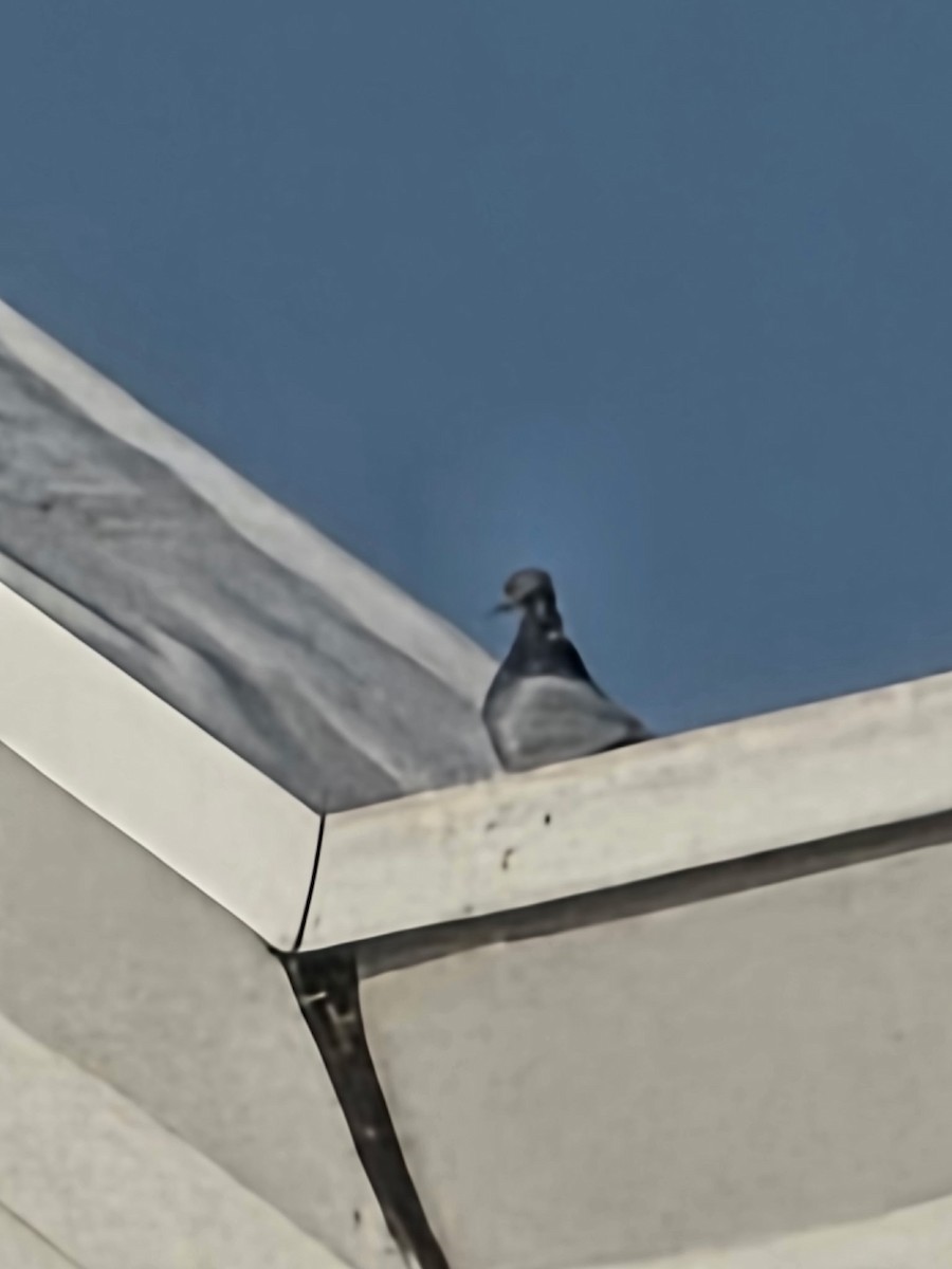 Paloma Bravía (variedad doméstica) - ML646524209