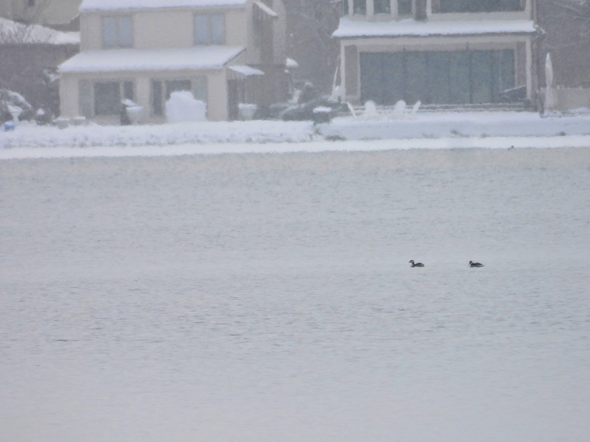 Zampullín Cuellirrojo - ML646524210