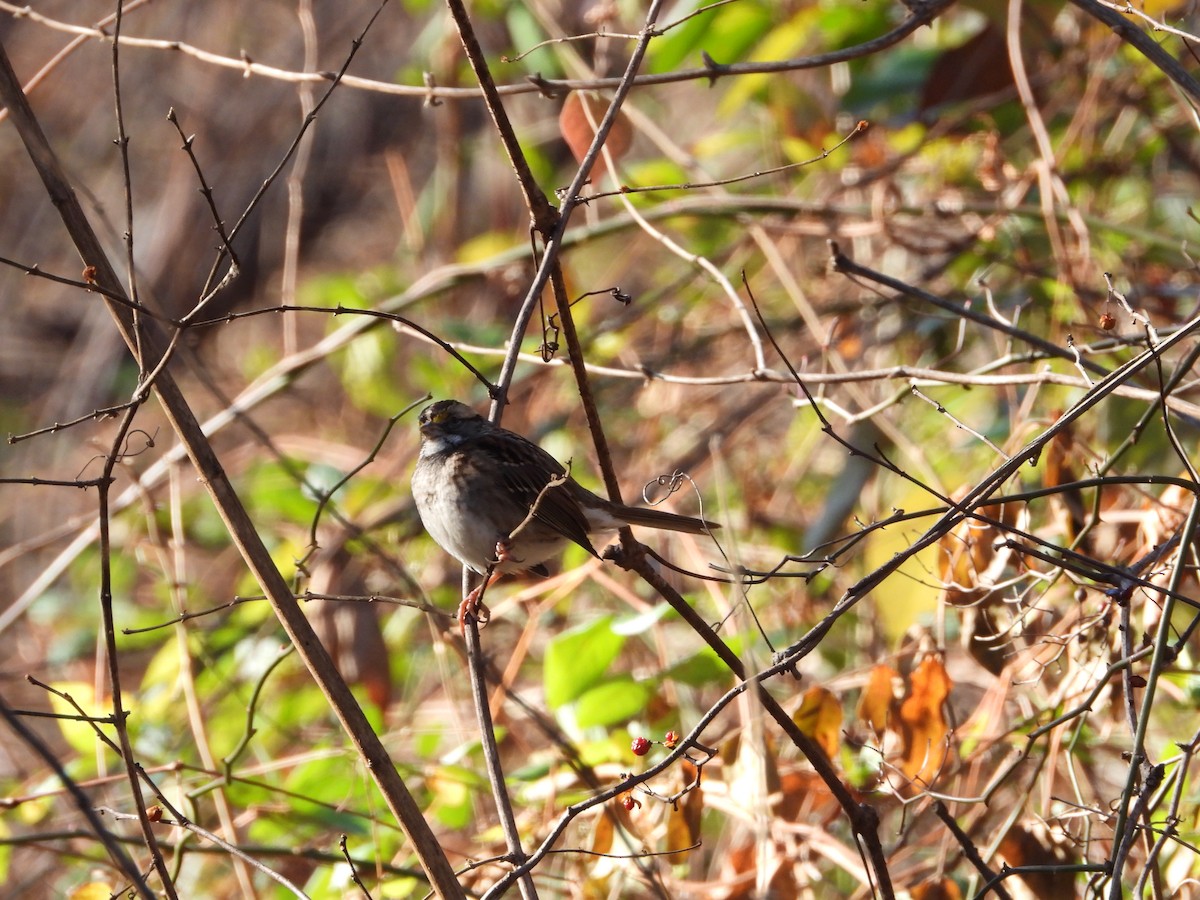 Chingolo Gorjiblanco - ML646524211