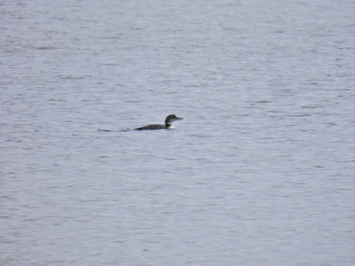 Colimbo Grande - ML646524212