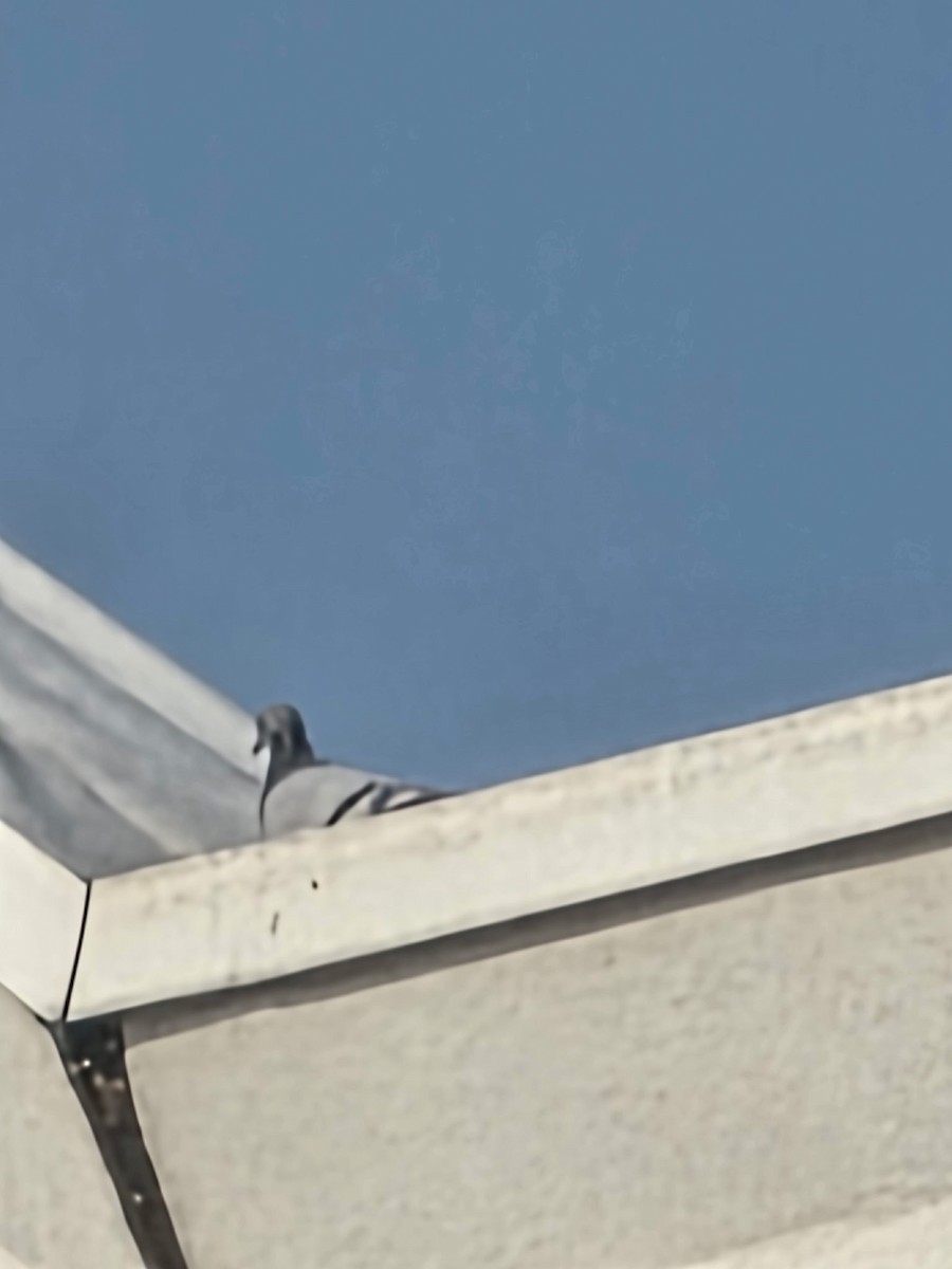 Paloma Bravía (variedad doméstica) - ML646524213