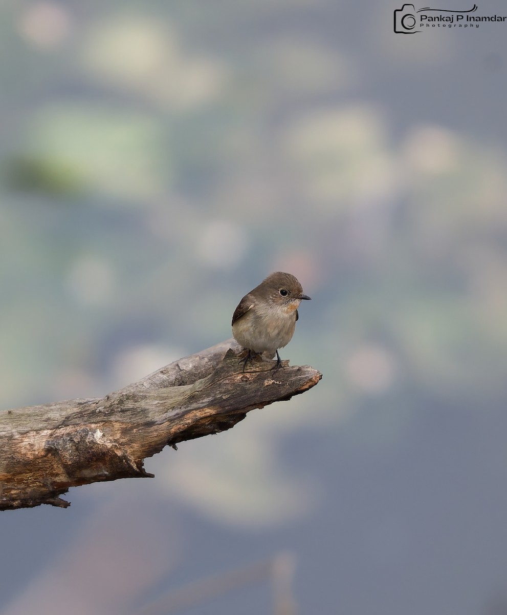 Red-breasted Flycatcher - ML646524215