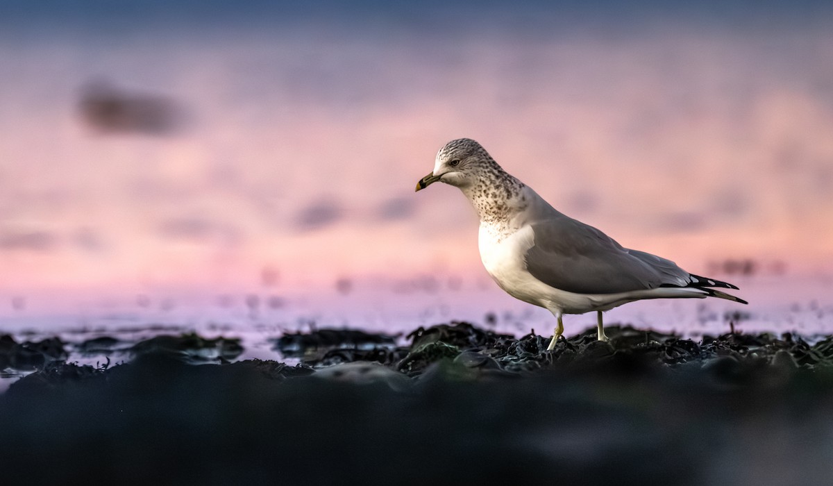 Ring-billed Gull - ML646524216