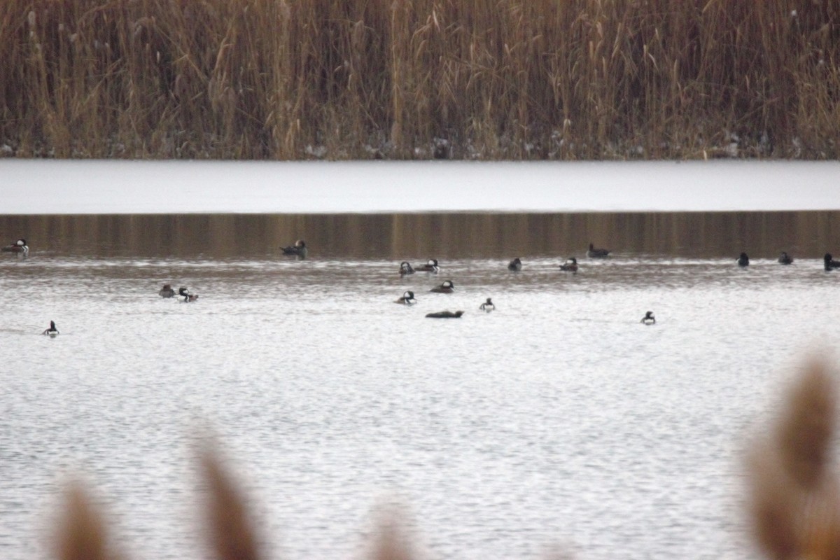 Hooded Merganser - ML646524217