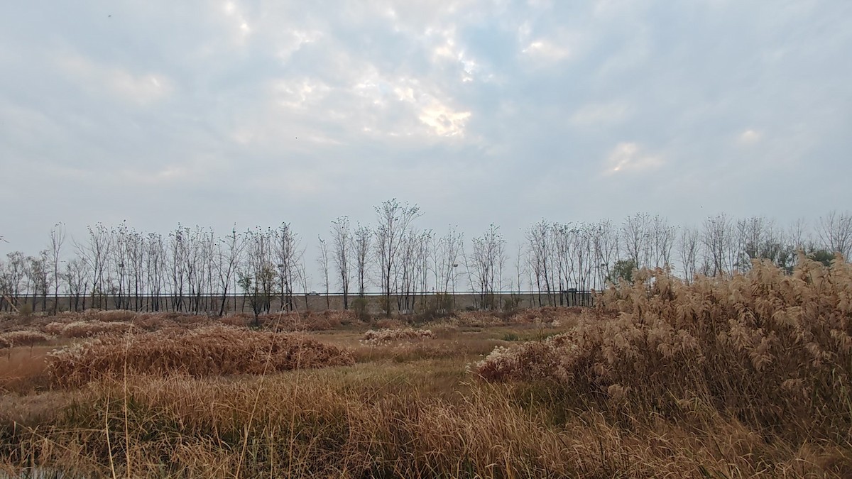 kavka východní - ML646524220