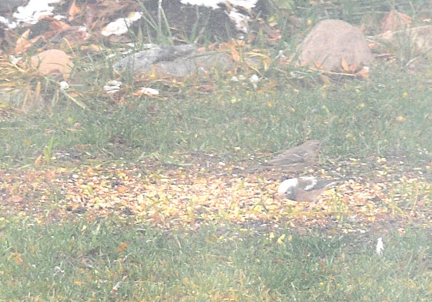 Dark-eyed Junco - ML646524223
