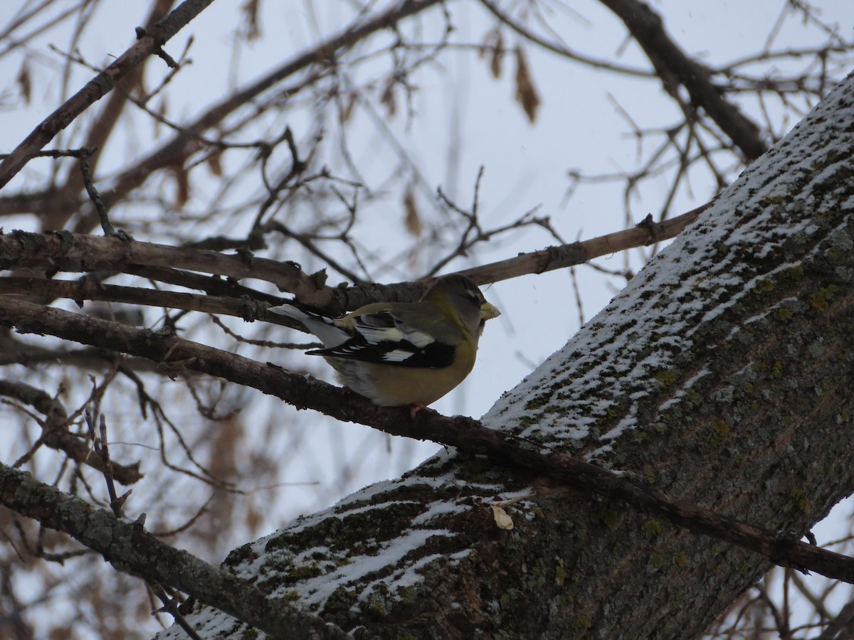 キビタイシメ - ML646524225