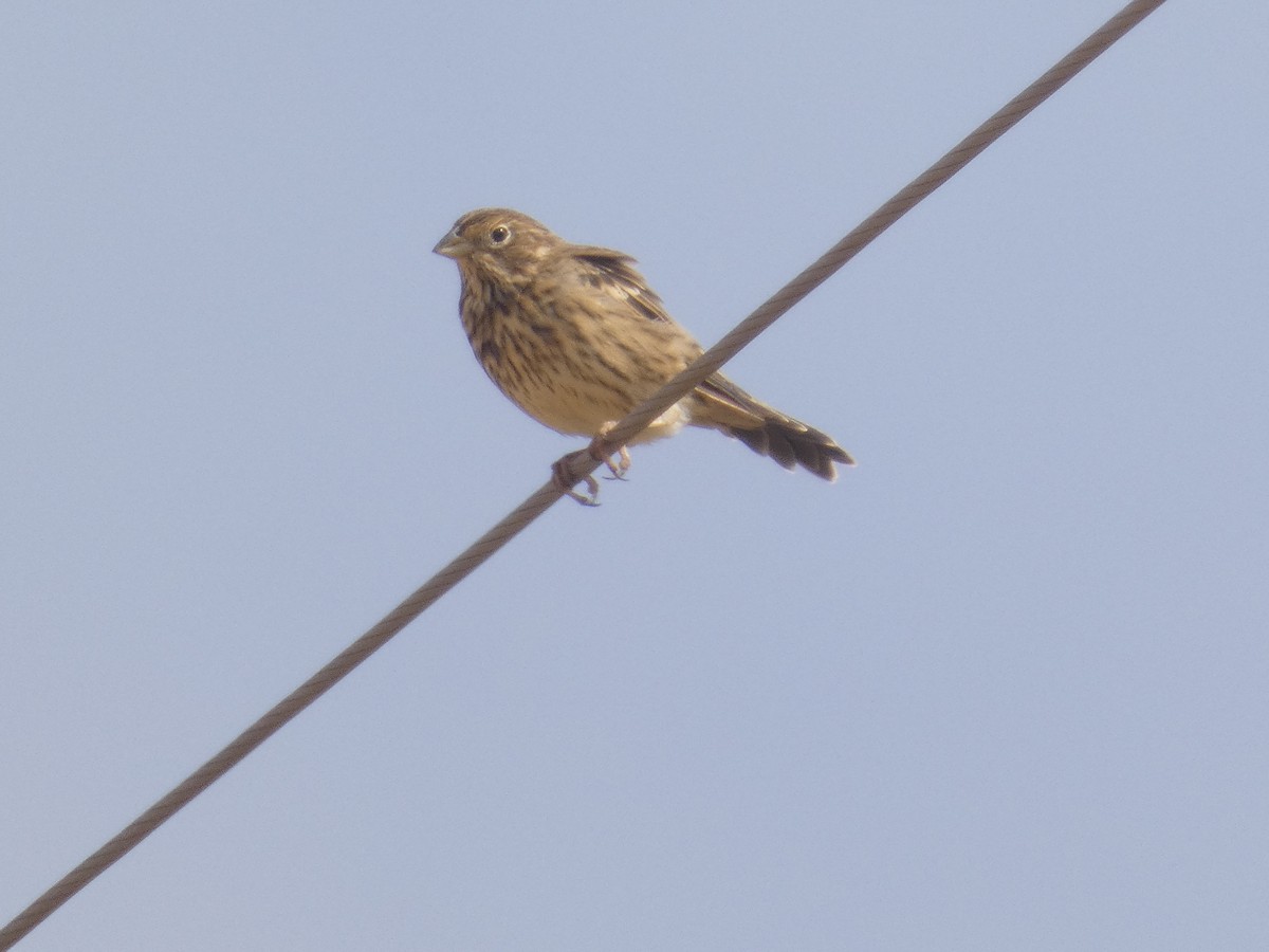 Corn Bunting - ML646524228