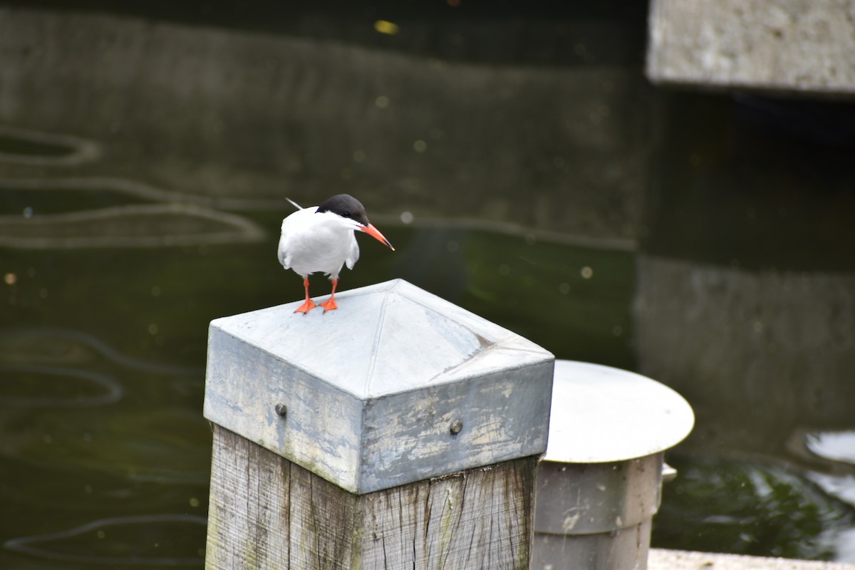 Common Tern - ML646524229